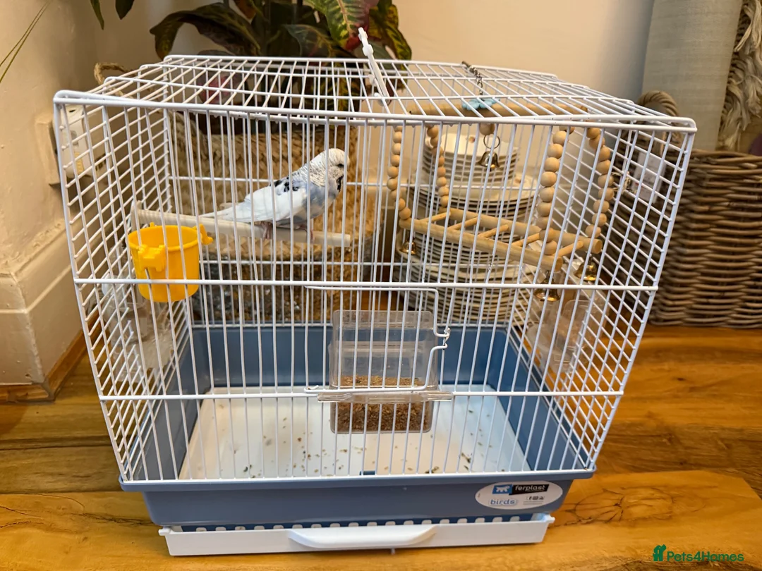 Budgerigars birds for sale: SILLY TAME BUDGIE REALLY FRIENDLY  - Advert 7