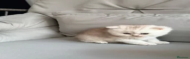 British Shorthair Kitten 1