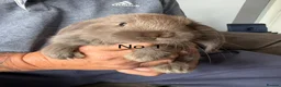 French Lop rabbits for sale: French lop  - Advert 1