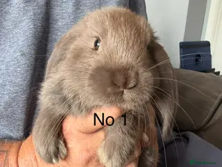French Lop rabbits for sale: French lop - Advert 1