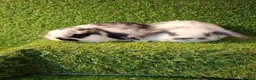 Mini Lop rabbits for sale: MINI LOP GIRLS - Advert 1