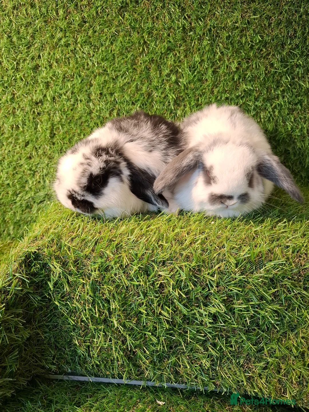 Mini Lop rabbits for sale: MINI LOP GIRLS - Advert 1