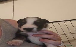 Border Collie dogs for sale: bored collie puppies  - Image 4