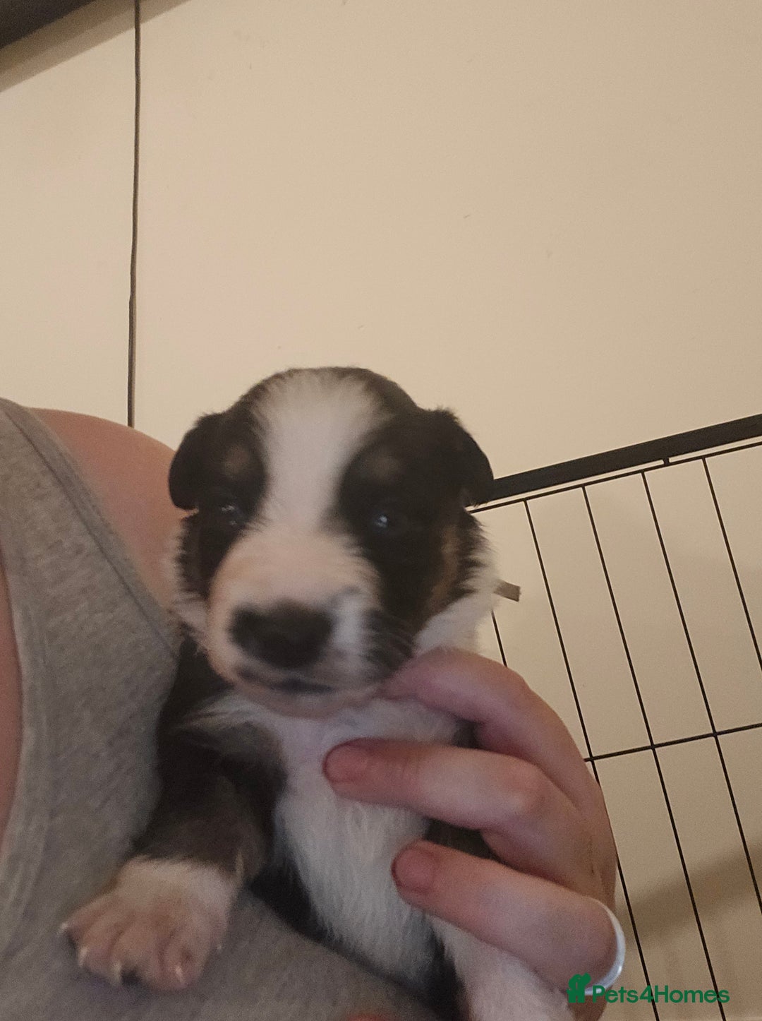 Border Collie dogs for sale: bored collie puppies  - Image 4