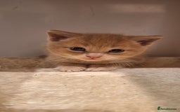 British Shorthair cats for sale: Beautiful Cream & Ginger Kittens  - Image 21