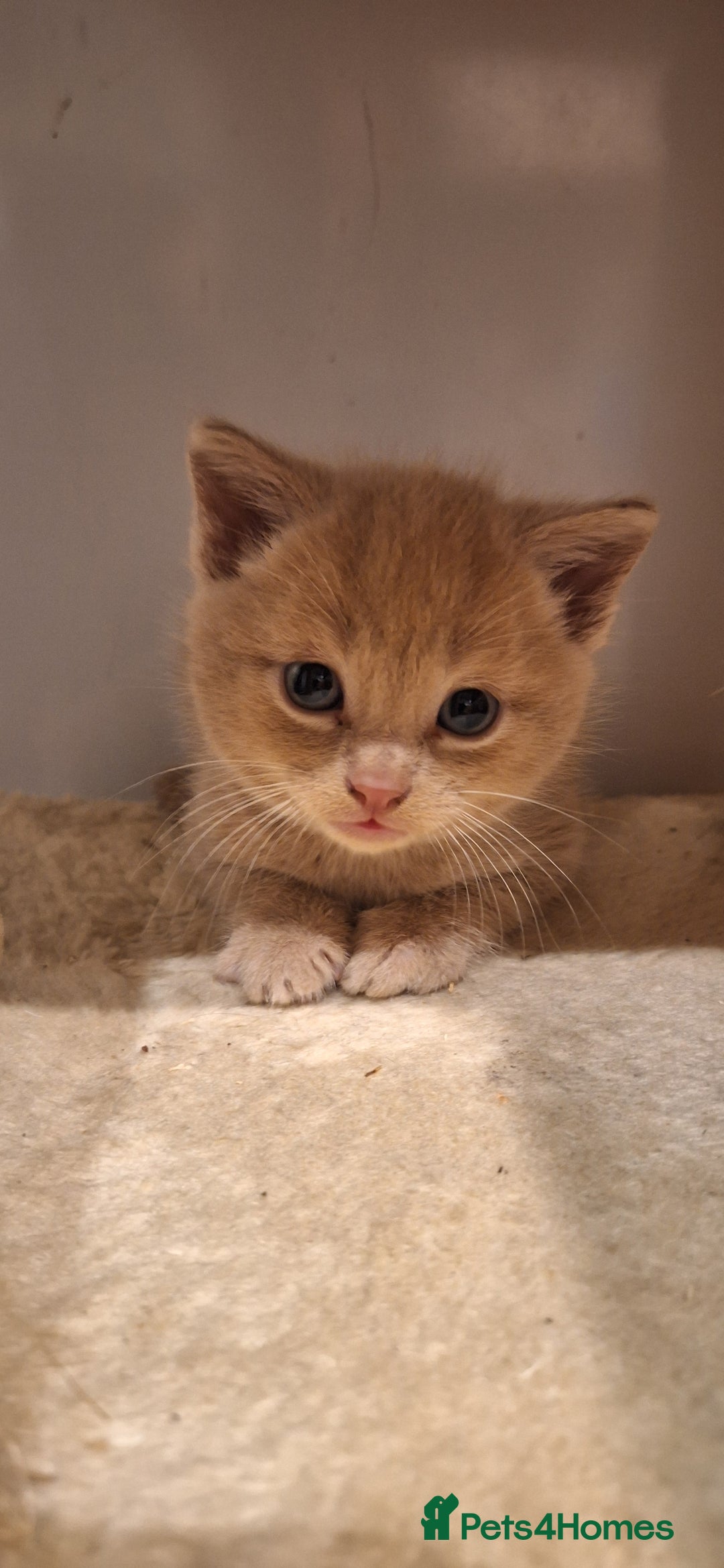 British Shorthair cats for sale: Beautiful Cream & Ginger Kittens  - Image 21