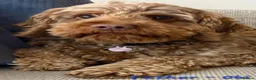 Cockapoo dogs for sale: 🌟 Vet-Checked F2 Cockapoo Girls – Ready 24 July🐾 - Advert 10