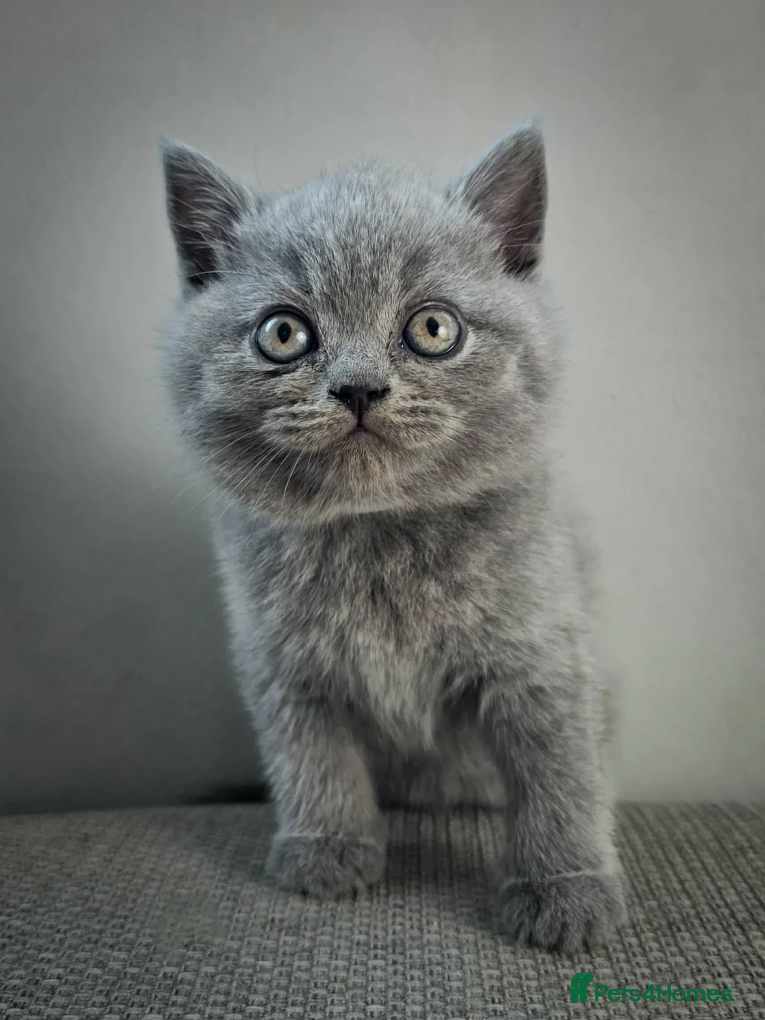 British Shorthair cats for sale: British shorthair kitten - Advert 2