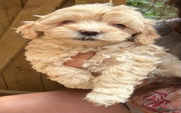 Maltipoo dogs for sale: 🌟 RARE COLOURED MALTIPOO PUPPIES 🌟 - Image 8