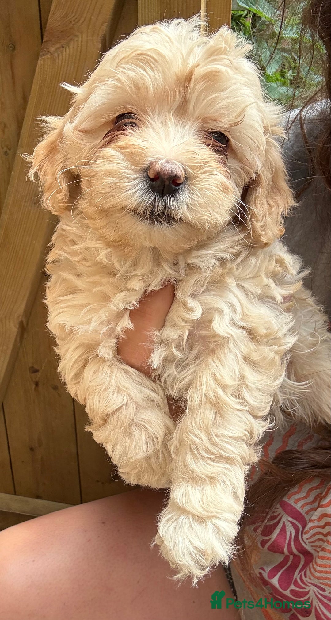 Maltipoo dogs for sale: 🌟 RARE COLOURED MALTIPOO PUPPIES 🌟 - Image 8