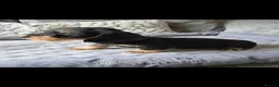 Dachshund dogs for sale: 🐾 5 Wired-Haired Dachshund Puppies for Sale 🐾 - Advert 13