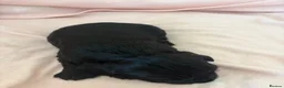 Cocker Spaniel dogs for sale: Beautiful cocker spaniel puppies 🐶 - Advert 7