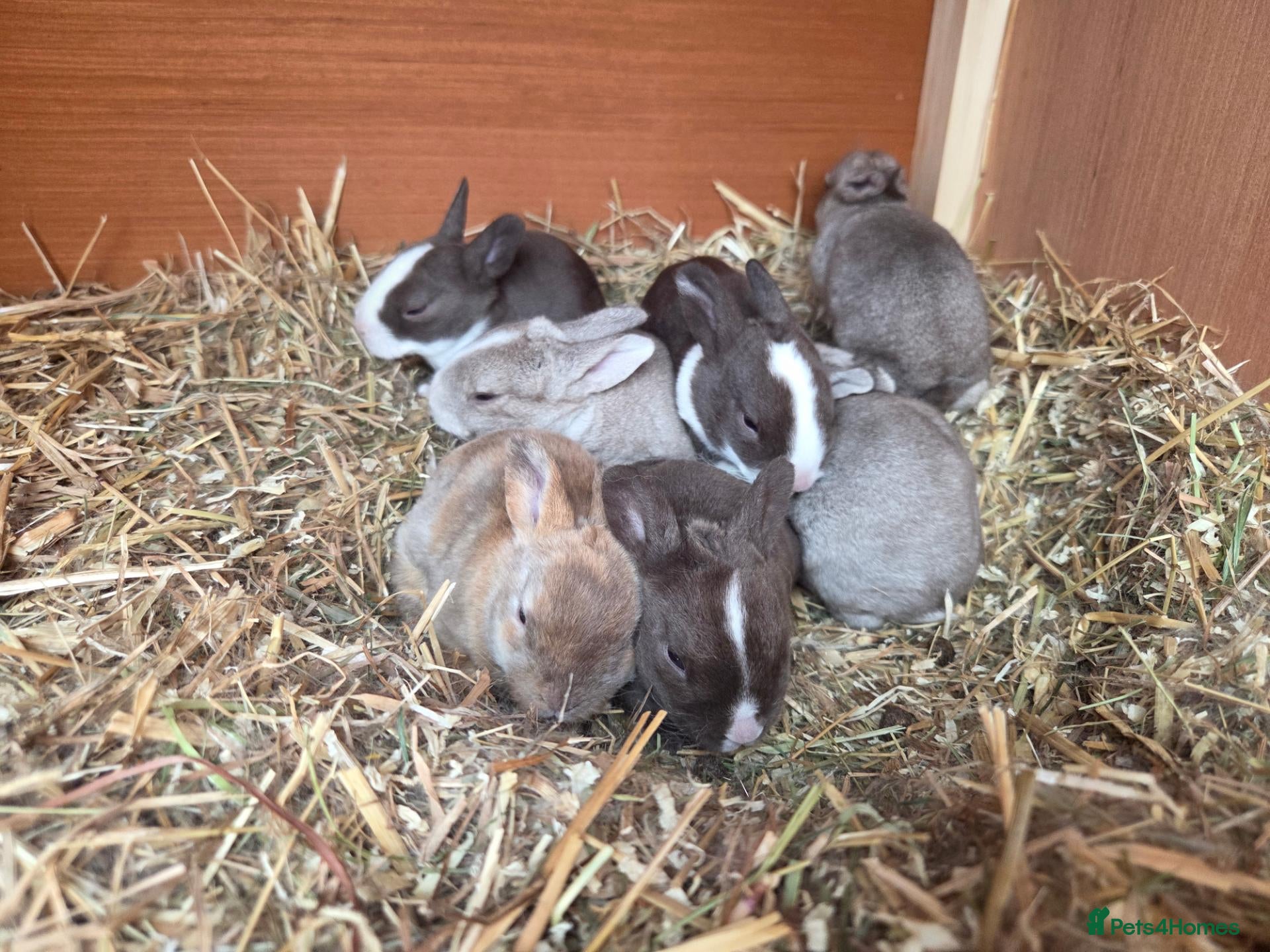 Rex rabbits Vienna Marked Mini Rex babies - Advert 6