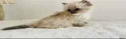 Ragdoll cats for sale: Full pedigree Champion line Ragdoll kittens ❤️😻 - Advert 17