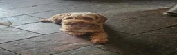 Cockapoo dogs for sale: Rehome 3 Yr old Cockapoo girl in Matlock - Advert 9