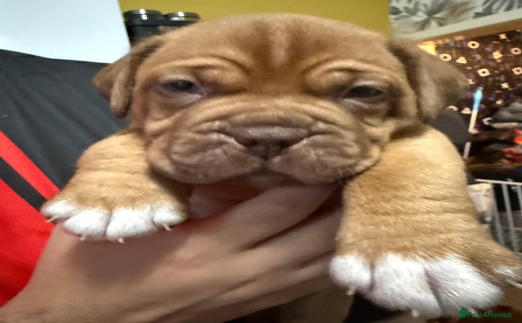 Dogue De Bordeaux dogs - Advert 3