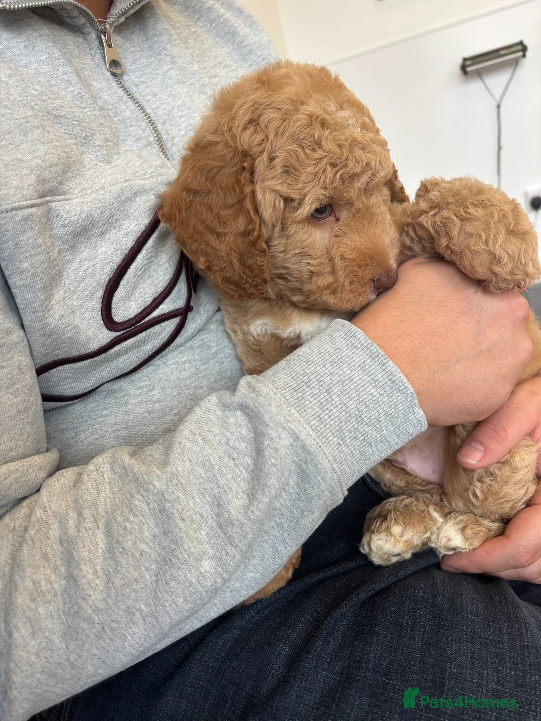 Labradoodle dogs for sale: Miniature Labradoodle puppies - Advert 14