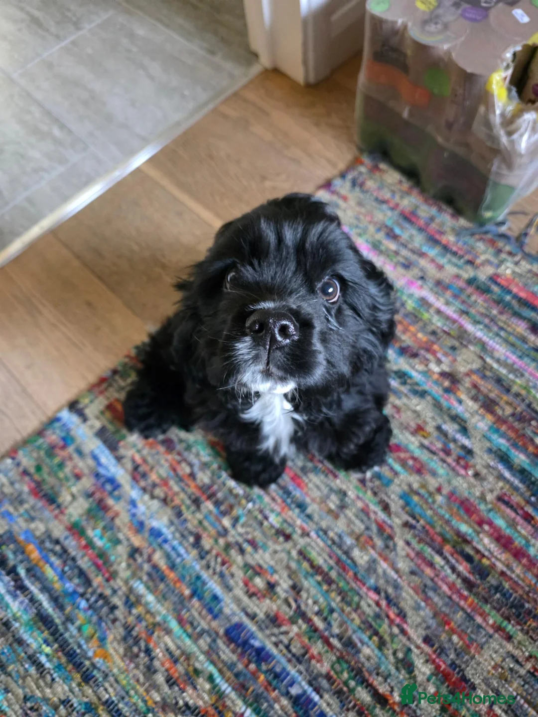 American Cocker Spaniel dogs for sale: American cocker Spaniel  - Advert 2