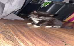 York Chocolate cats for sale: Kittens are ready for there new home  - Image 2