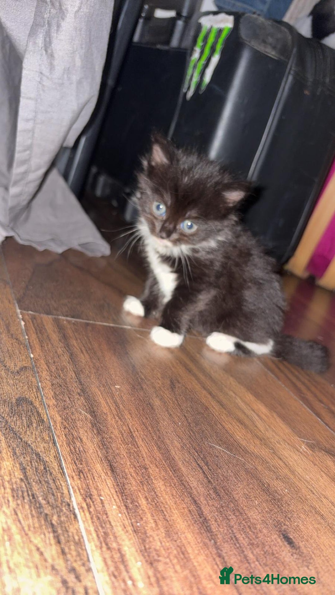 York Chocolate cats for sale: Kittens are ready for there new home  - Image 2
