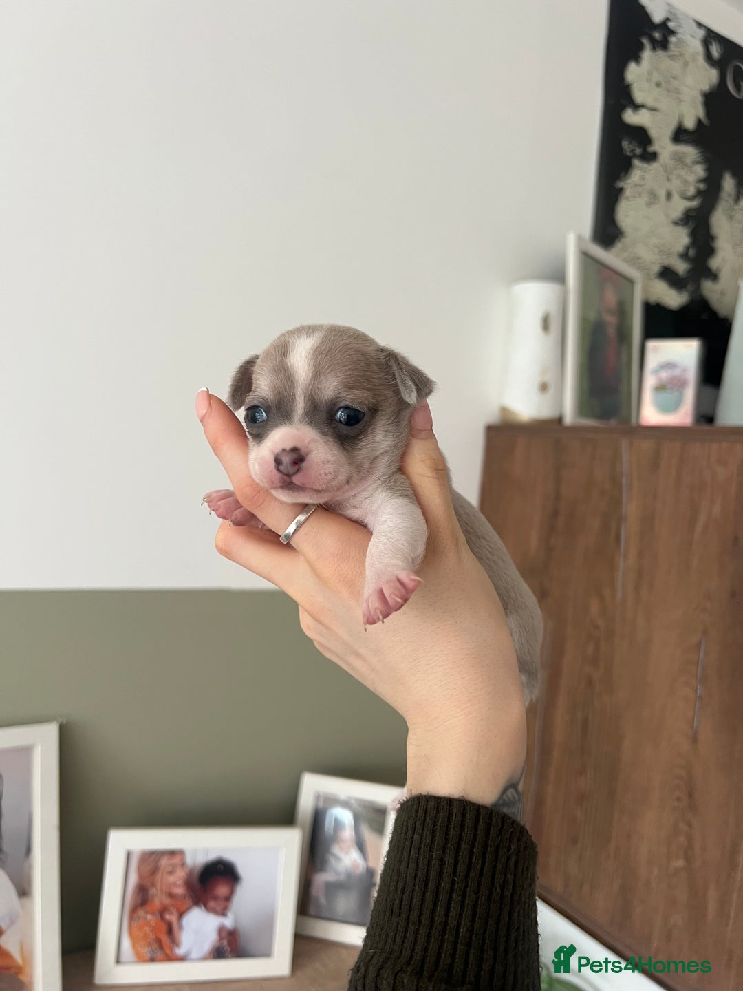 Chihuahua dogs for sale:  **  chihuahua puppies - Advert 3