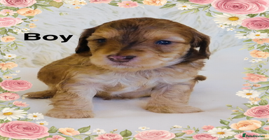 Cockapoo dogs REDUCED DNA TESTED Last 2 boys  Ready 25th Nov - Advert 5