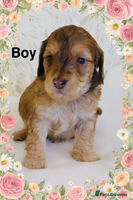 Cockapoo dogs REDUCED DNA TESTED Last 2 boys Ready 25th Nov - Advert 5