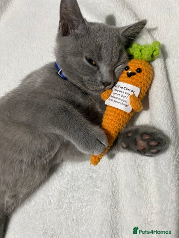 British Shorthair cats - Advert 1