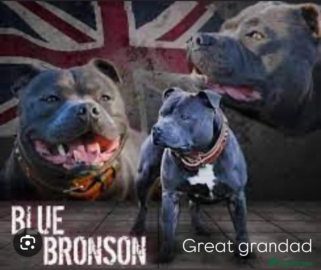 Staffordshire Bull Terrier dogs for sale: KC KING FURY X KASSIUS DAUGHTER PUPS  - Advert 6