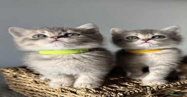 British Shorthair cats - Advert 2