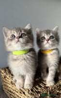 British Shorthair cats - Advert 8