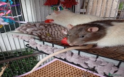 Ringnecks birds for sale: Male rats white and white and brown  - Image 5