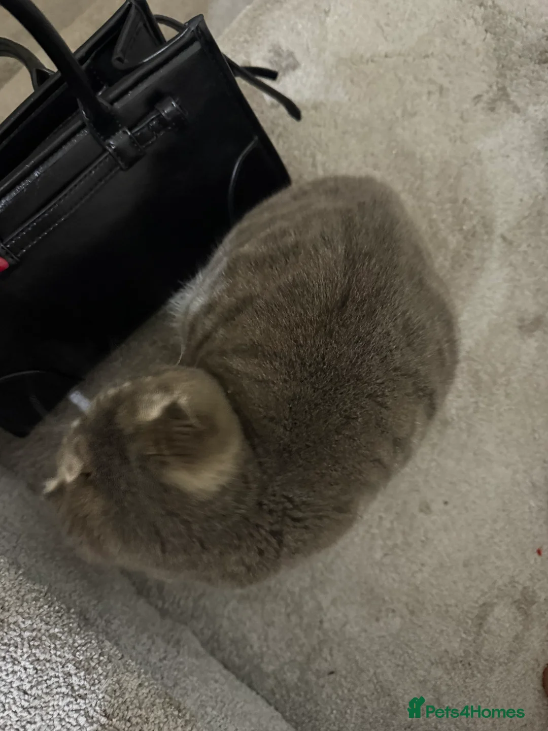 Scottish Fold cats for sale: Pearl  - Advert 7