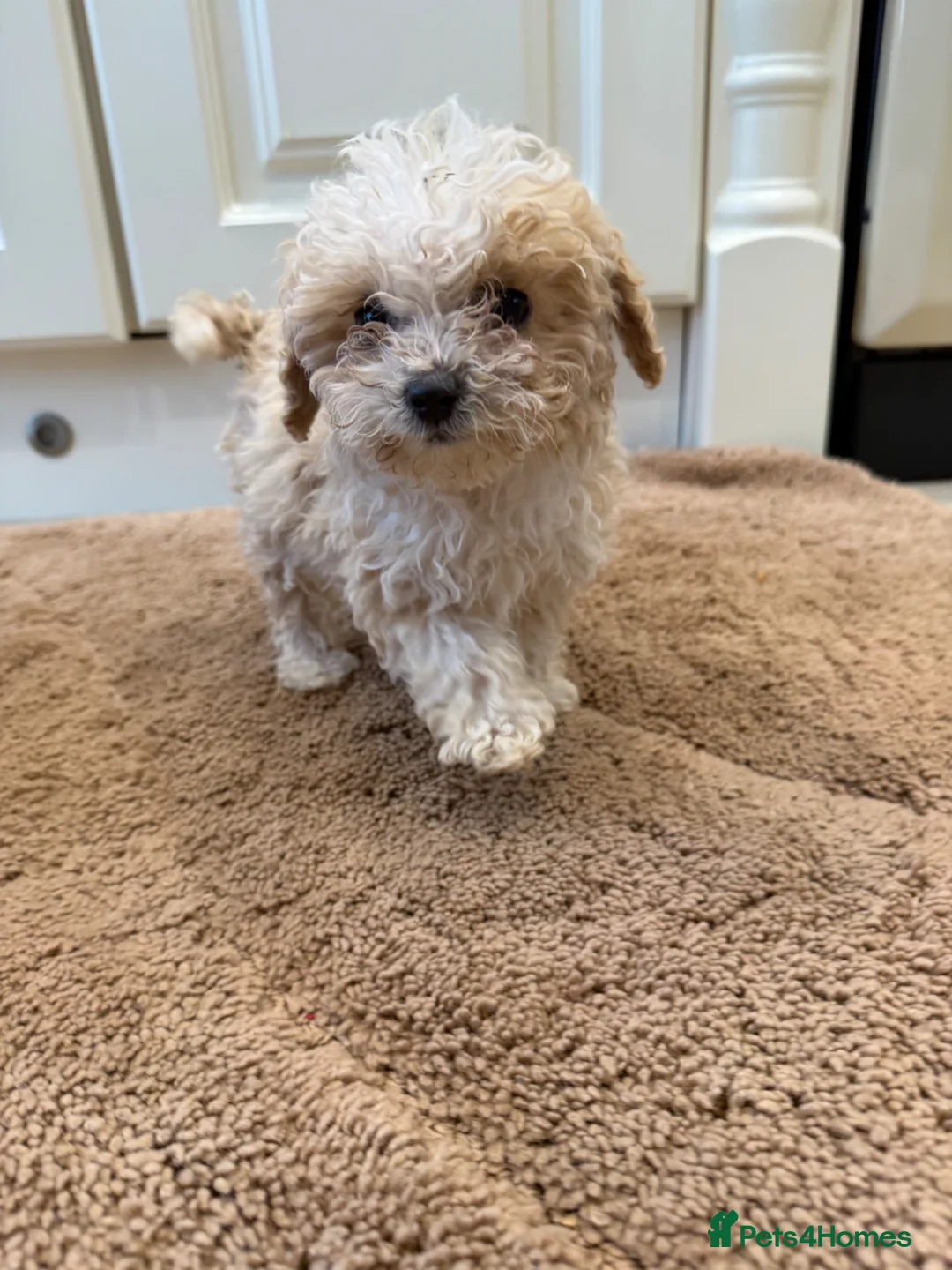 Toy Poodle dogs for sale: beautiful toy poodles ready for there forever home in Huntingdon - Advert 2