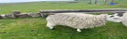 Sheep livestock for sale: 2 pet sheep in Dumfries - Advert 4