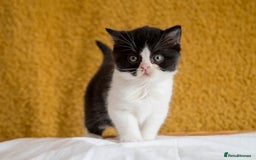 British Shorthair cats for sale: Stunning British Shorthair kittens - rare colours - Image 10