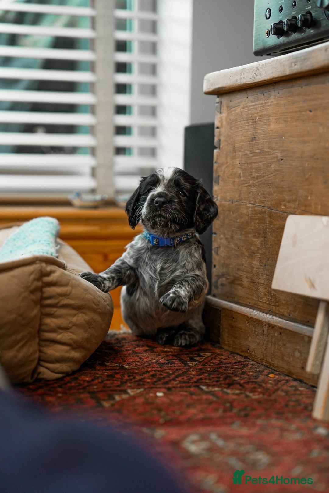 Cocker Spaniel dogs for sale: KC Registered Working Cocker Spaniel Puppies  - Advert 11