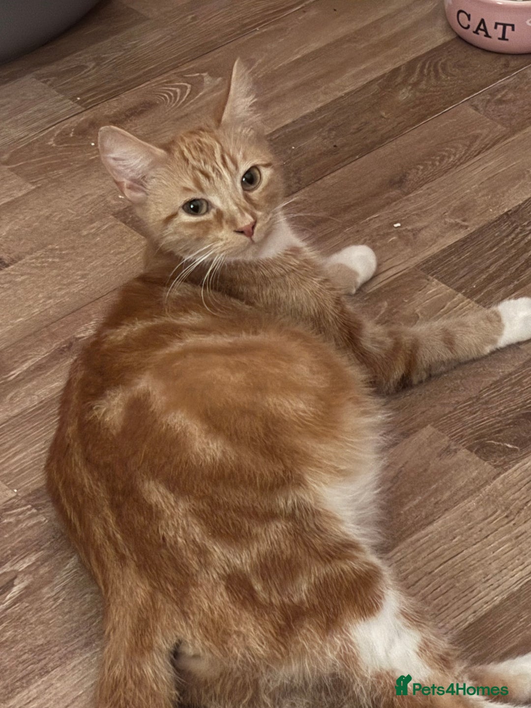 Domestic Shorthair cats for sale: 5 Gorgeous Kittens -  ready on the 7th January  - Advert 26