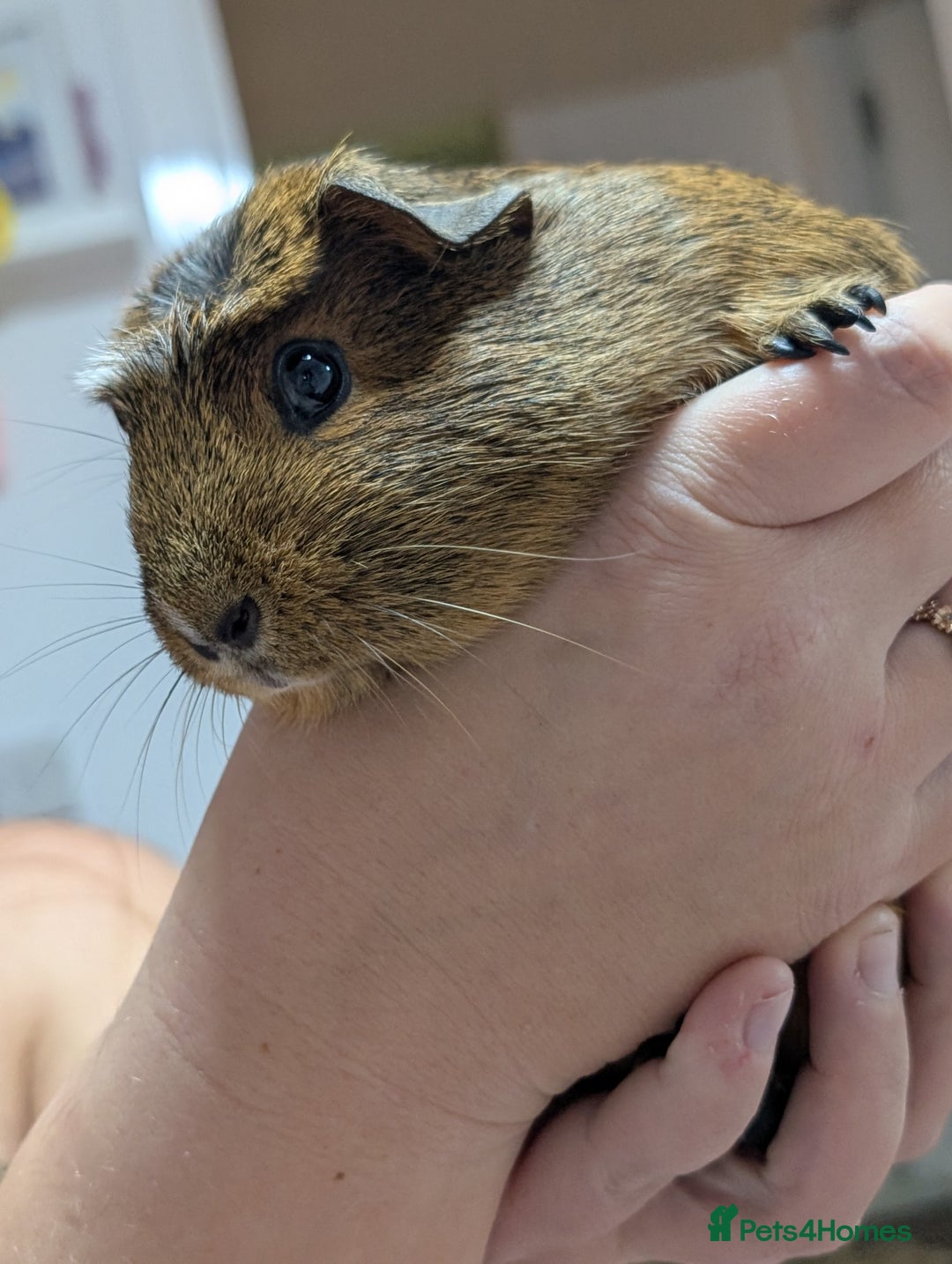 Guinea Pig rodents for sale: Two female guineapigs for rehoming - Image 2