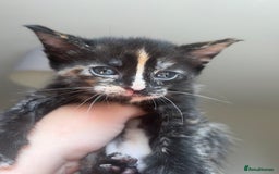 Maine Coon cats for sale: 1 girl left ready now! bengal/maine coon  - Image 10