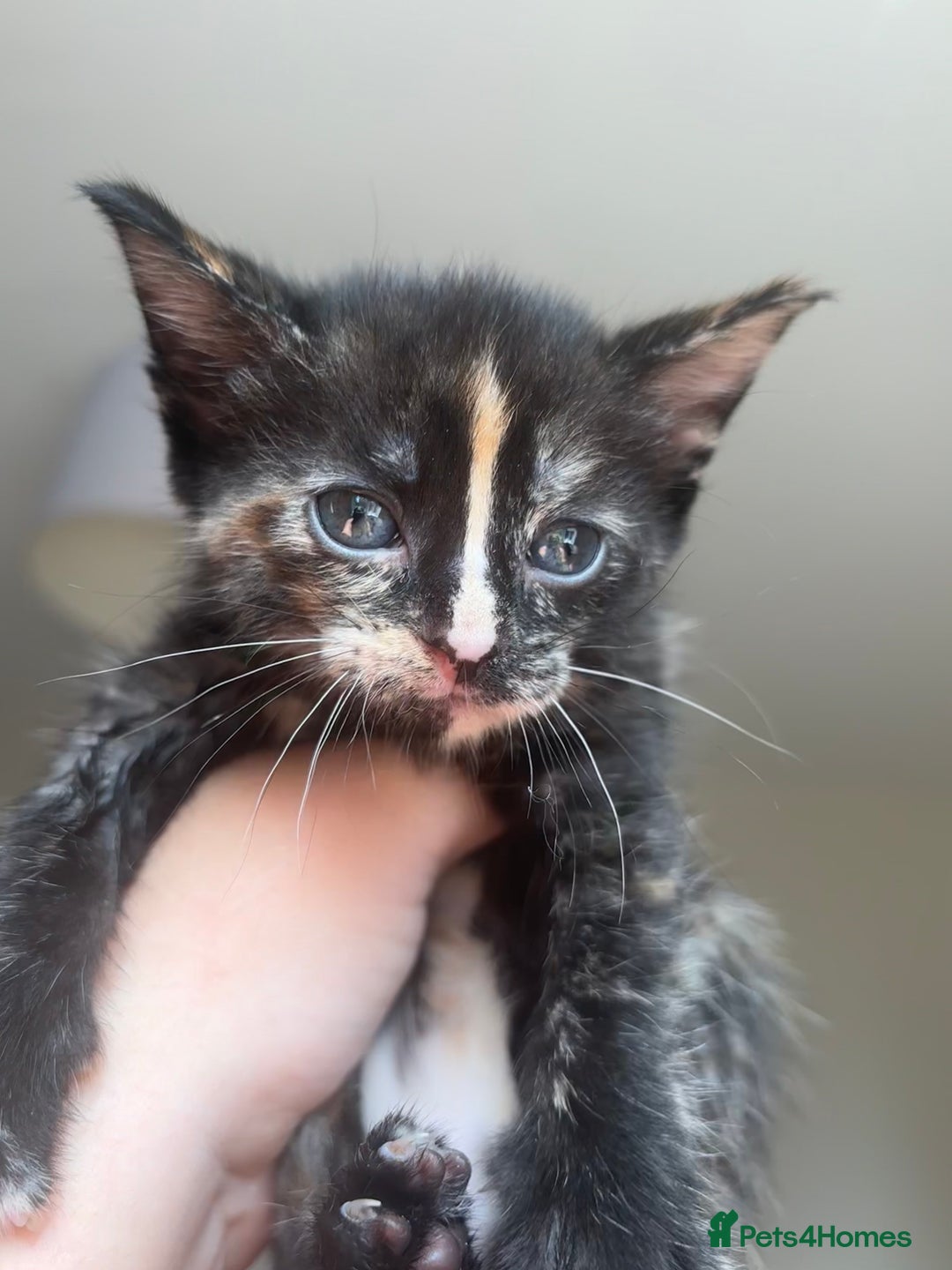 Maine Coon cats for sale: 1 girl left ready now! bengal/maine coon  - Image 10