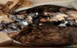 British Shorthair cats for sale: 3 KITTENS READY TO GO !  - Image 8
