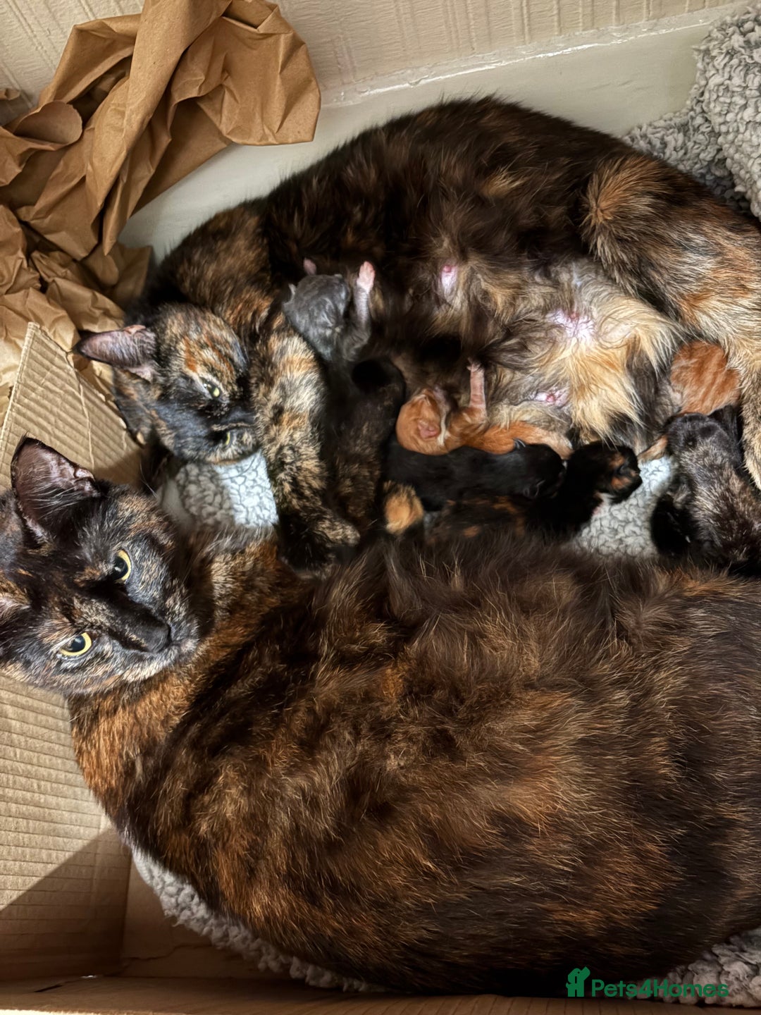 British Shorthair cats for sale: 3 KITTENS READY TO GO !  - Image 8
