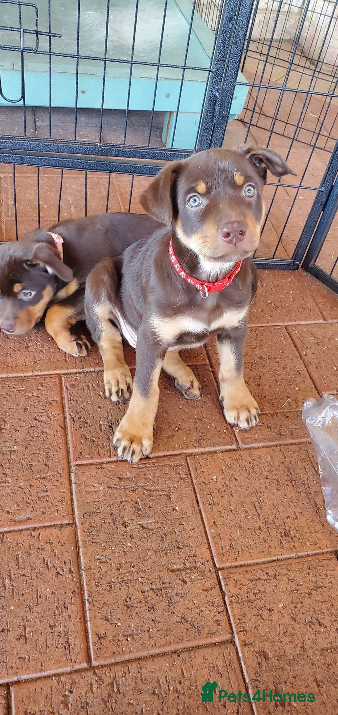 Australian Kelpie dogs for sale: Working Australian Kelpie Boys&Girls Pupps - Advert 2