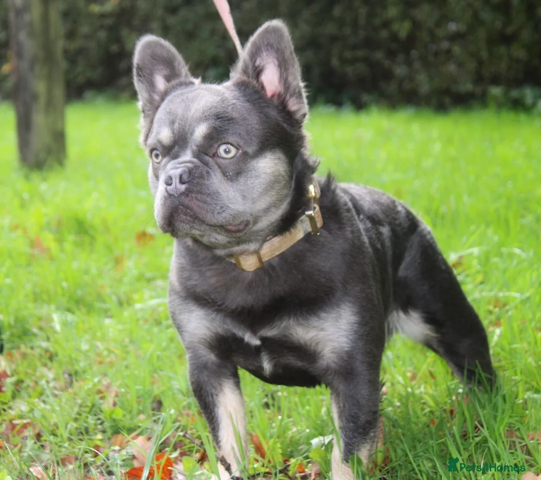 French Bulldog dogs for stud: FULL FLUFFY FRENCHIE KC REGISTERED Small compact  in Haywards Heath - Advert 2