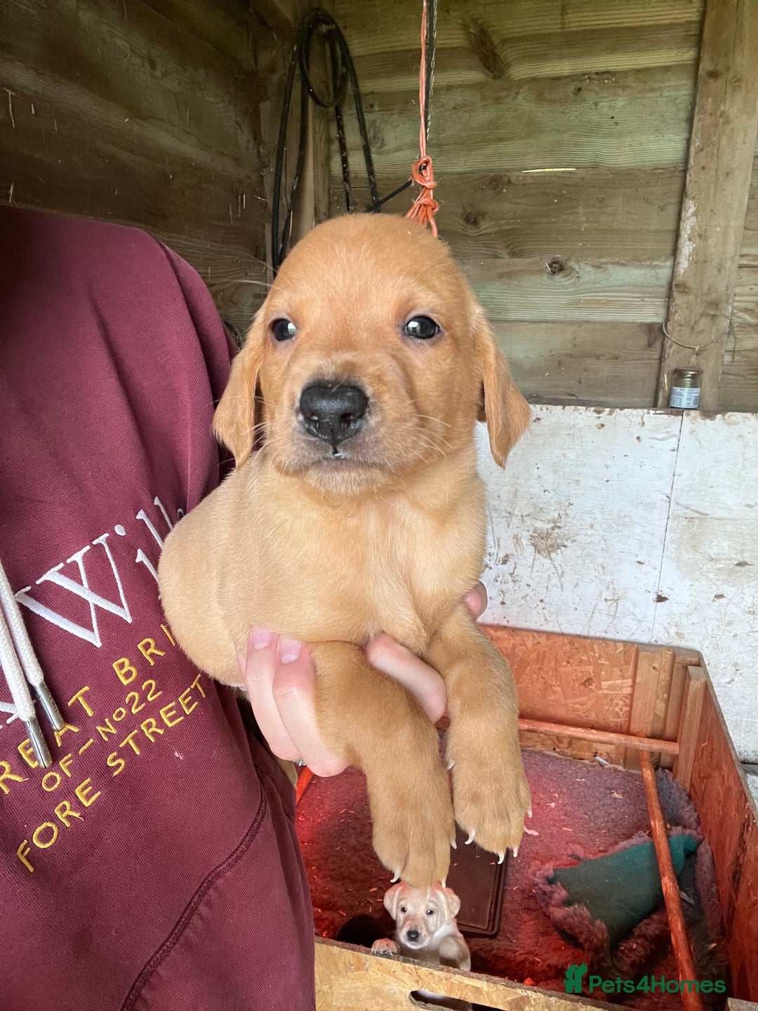 Labrador Retriever dogs for sale: Pedigree KC Reg Labrador puppies - Image 11