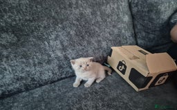 British Shorthair cats for sale: 1 Lilac male available, chunky little cutey Xxx - Image 3