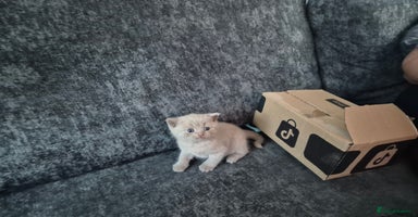 British Shorthair cats - Advert 6