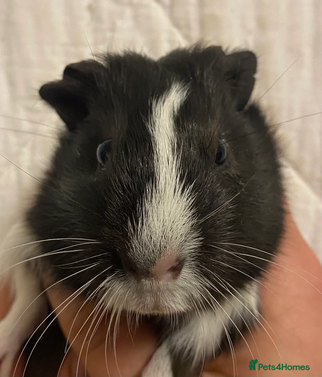 Guinea Pig rodents for sale: Baby Female Guinea Pigs For Sale  - Advert 8