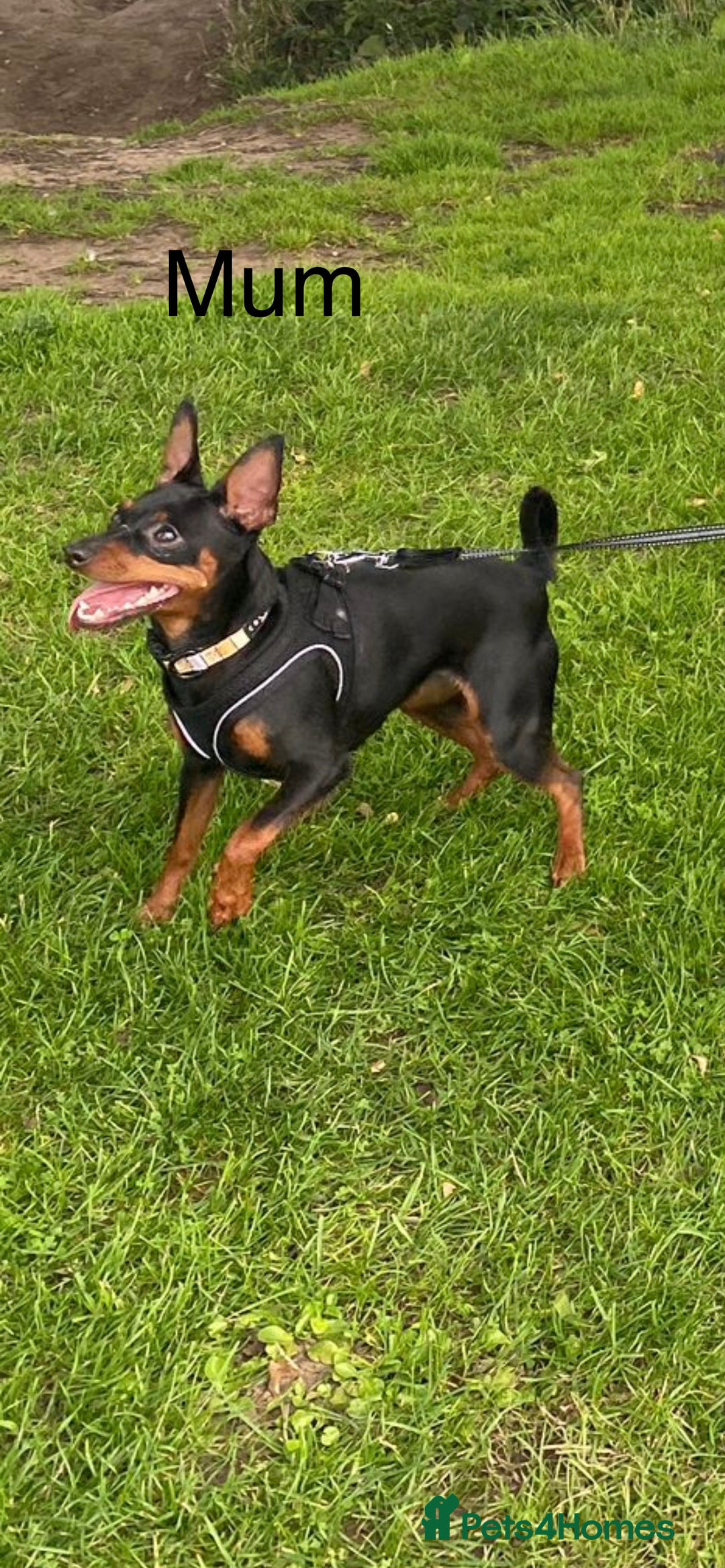 Miniature Pinscher dogs for sale: Stunning Miniature Pinscher Boy 💕 - Advert 12